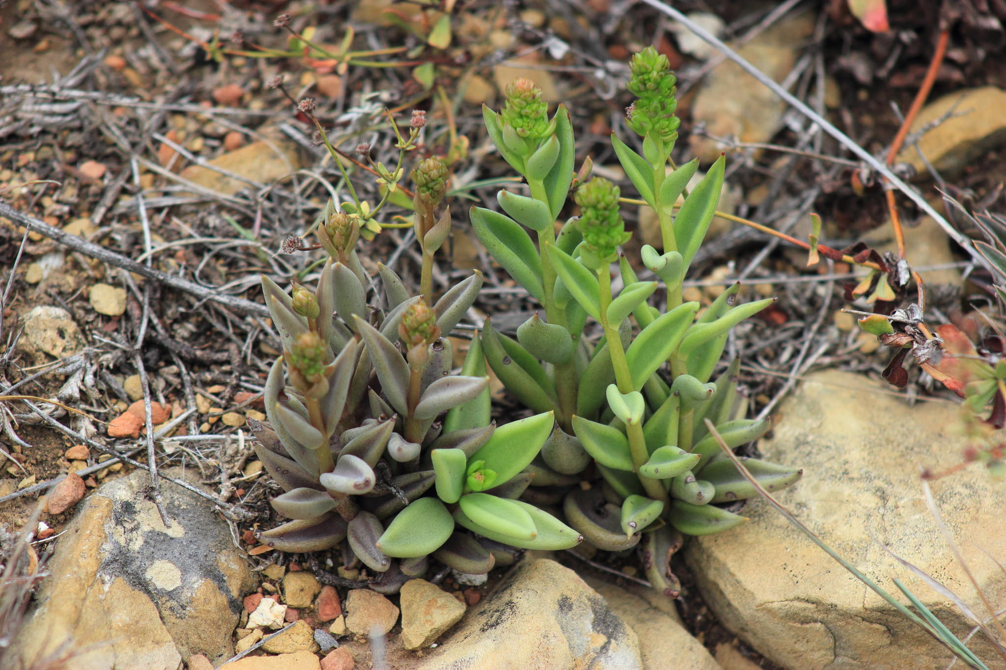 Lenophyllum acutifolium